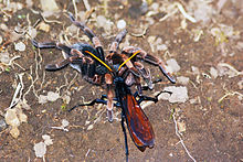 Wasp_with_Orange-kneed_tarantula